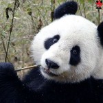 Fotos de osos panda