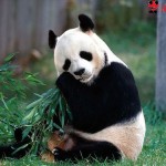 Fotos de osos panda