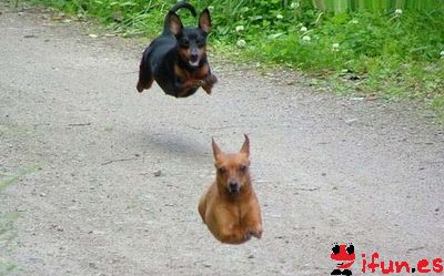 perros-volando