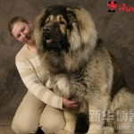 Los perros mas grandes del mundo