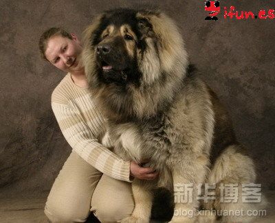 Los perros mas grandes del mundo