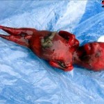 feto-humano-gallina