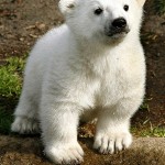 osos-polares-11