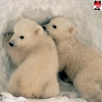 Fotos de osos polares