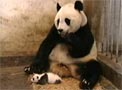 oso-panda