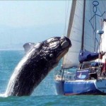 Ataque de una ballena a un barco