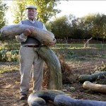 Calabacines gigantes