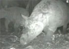 Rinoceronte de java en peligro de extinción
