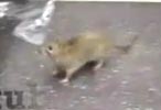Una rata estrella en youtube