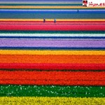 Fotos de campos de tulipanes en Holanda