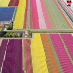 Fotos de campos de tulipanes en Holanda