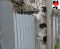 Video del perro escalador