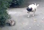 Perro intentando cazar a un gato...