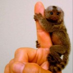 Fotos de monos diminutos