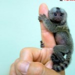 Fotos de monos diminutos
