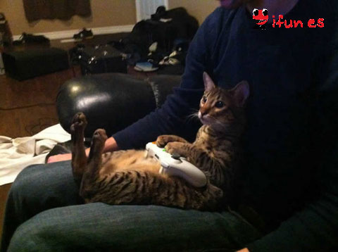 Gato jugando a la Xbox