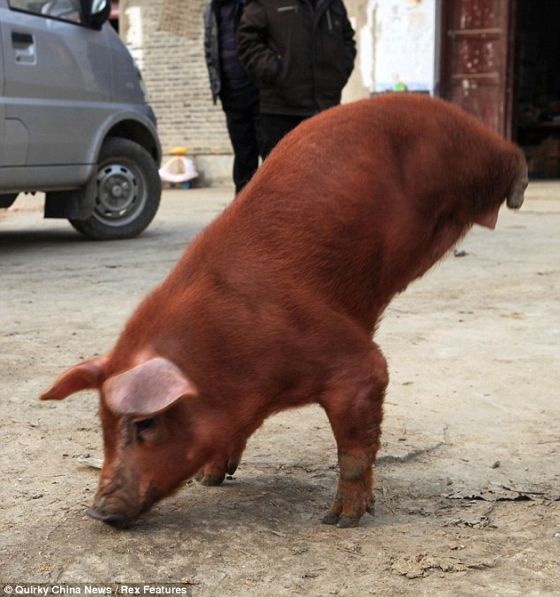 El cerdo que camina a dos patas