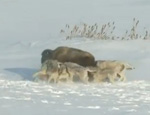 Lobos vs Bisonte
