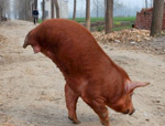 El cerdo que camina a dos patas