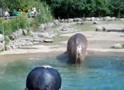 Un Hipopótamo educado