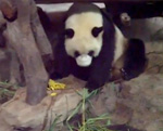 Un Panda muy cabroncete