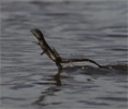 La lagartija que camina sobre el agua