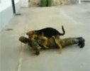 A soldado lo logra perro pastor alemán