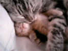 Un abrazo acogedor de una mama gata