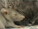 Una rata linda y un gato despeinado