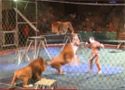 Ataque de león en circo