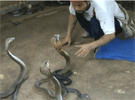 Trabajando con cobras
