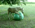 Un caballo y su pelota