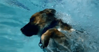 Perros al agua en camara lenta