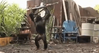 Un chimpancé con ametralladora