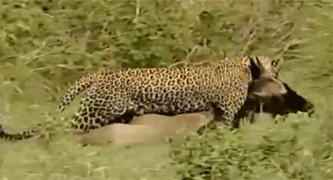 Doble caza de Leopardo