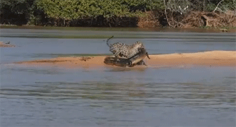 La presa de un jaguar es ahora un cocodrilo