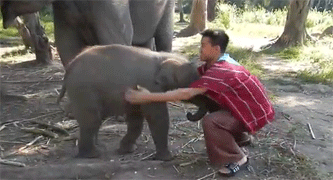 Tierno beby elefante