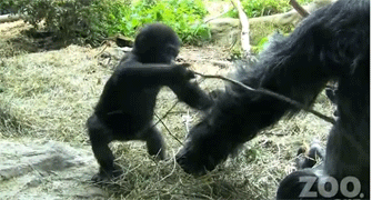 Los primeros pasos de bebe gorila