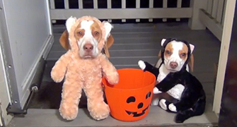 Maymo y Puppy disfrazados para Halloween