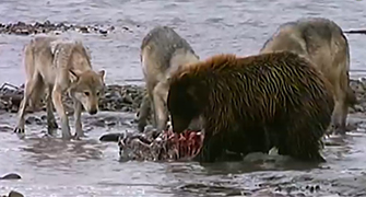 Oso Grizzly enfrenta a lobos