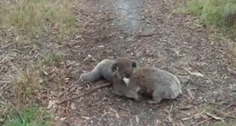 Lucha de Koalas cuerpo a cuerpo