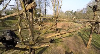 Chimpancés deriva un drone