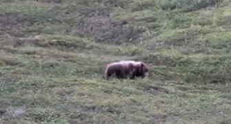 Oso Grizzly rueda en la colina