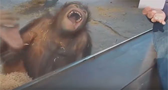 La risa de un Orangutan
