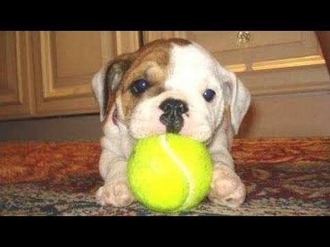 Videos De Risa De Perros Cachorritos Y Graciosos